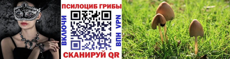 закладки  Николаевск  Псилоцибиновые грибы ЛСД 